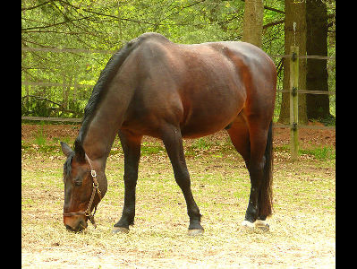Horse  -  Danish Warmblood