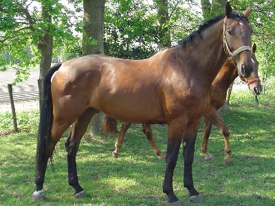 Horse  -  Dutch Warmblood
