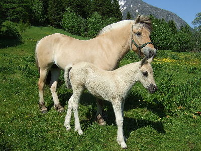 Horse  -  Fjord