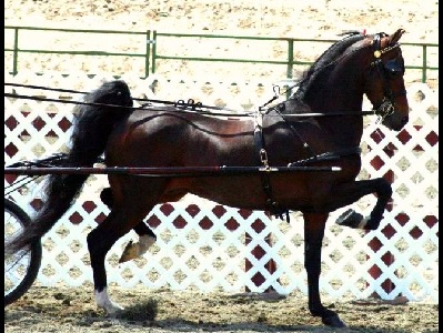 Horse  -  Hackney Horse