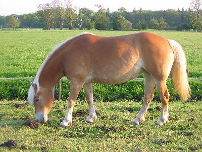 Horse  -  Haflinger