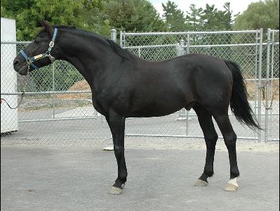 Horse  -  Hanoverian