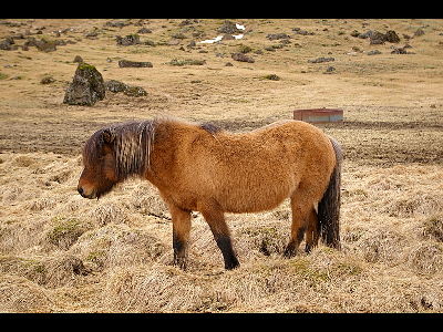 Horse  -  Icelandic