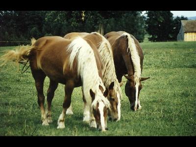 Horse  -  Noriker