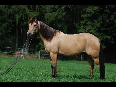 Horse  -  Quarter Horse