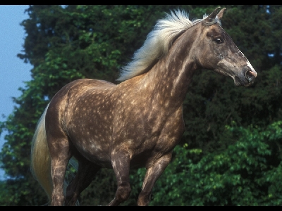 Horse  -  Rocky Mountain Horse