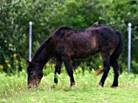 Sable Island Horse image
