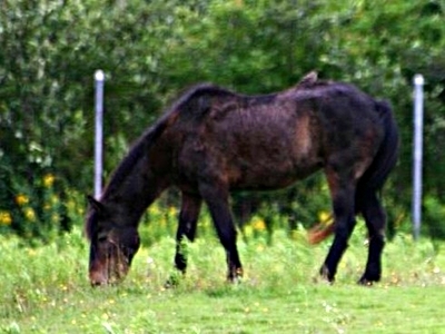 Horse  -  Sable Island Horse
