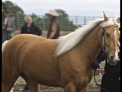 Horse  -  Tennessee Walking Horse