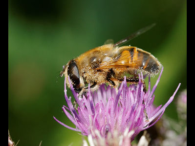 Hoverfly  