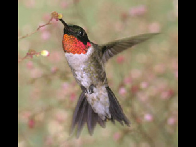 Hummingbird  -  Ruby-throated Hummingbird