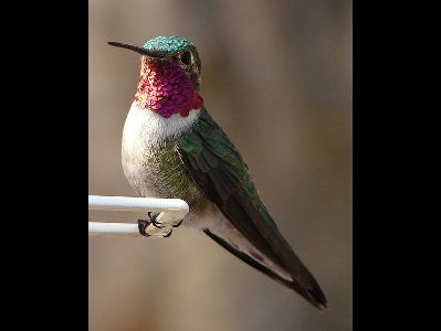 Hummingbird  -  Ruby-throated Hummingbird