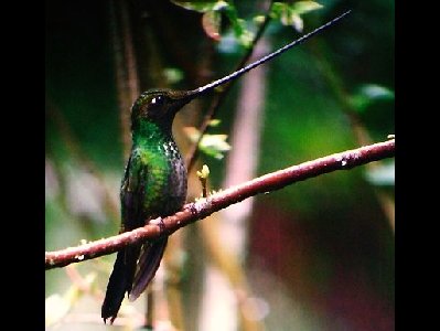Hummingbird  -  Sword-billed Hummingbird