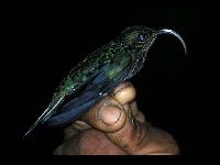 White-tipped Sicklebill image