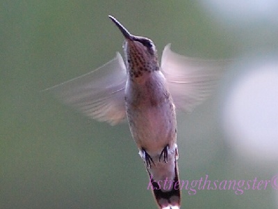 Hummingbird  