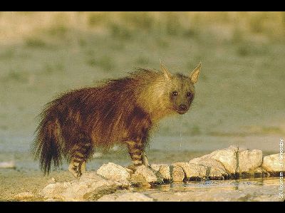 Hyena  -  Brown Hyena
