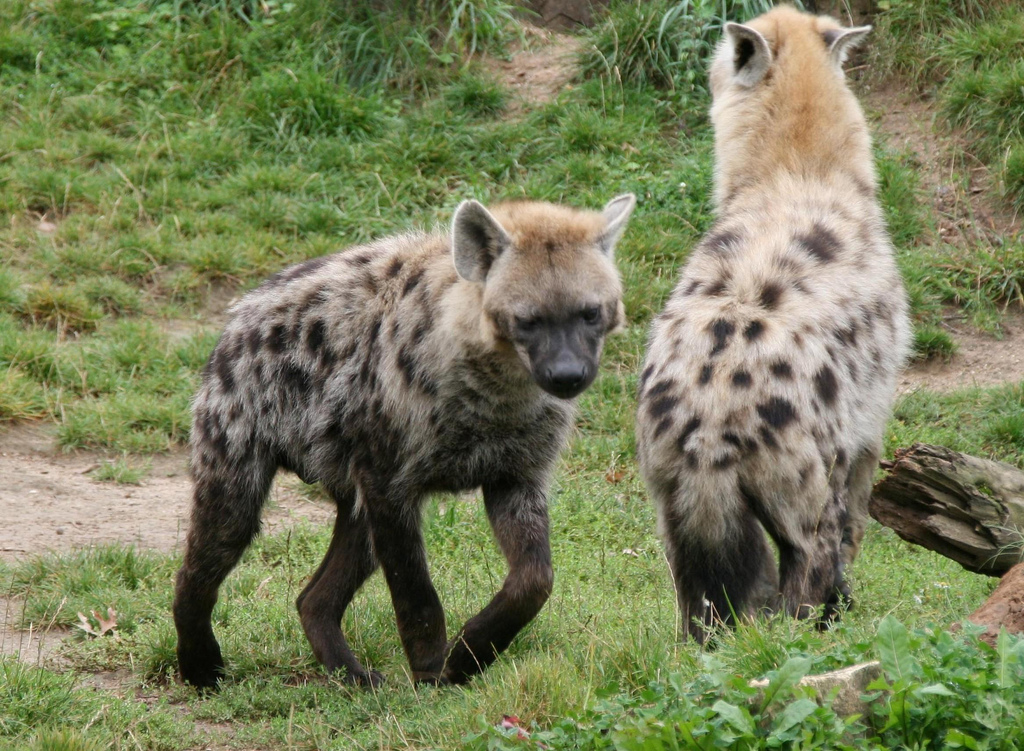 Hyena - Spotted Hyena Info - Photo 2