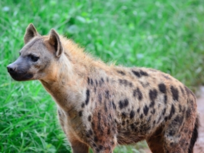 Hyena  -  Spotted Hyena