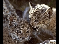 Iberian Lynx image
