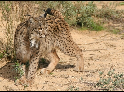 Iberian Lynx  