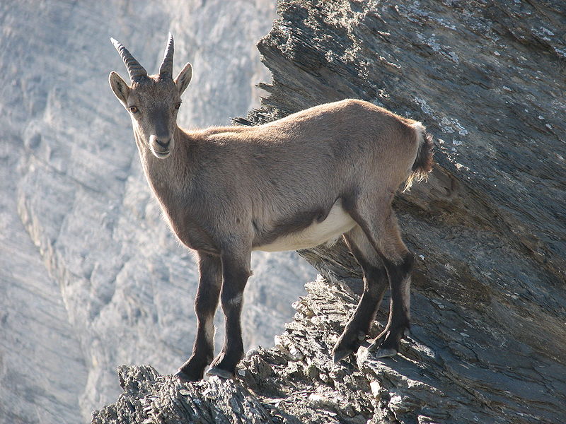 Ibex - Alpine Ibex Info - Photo 1