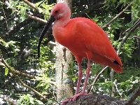 Scarlet Ibis image