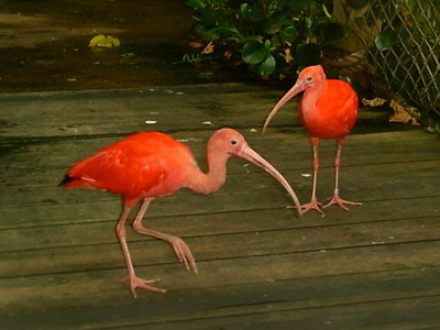 Ibis  -  Scarlet Ibis