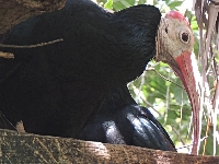 Southern Bald Ibis image