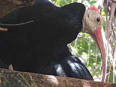 Ibis  -  Southern Bald Ibis
