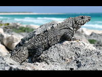 Black Spiny-tailed Iguana image