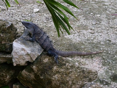 Iguana  -  Black Spiny-tailed Iguana