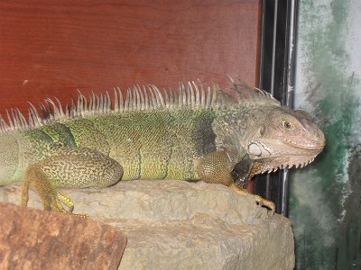 Iguana  -  Green Iguana