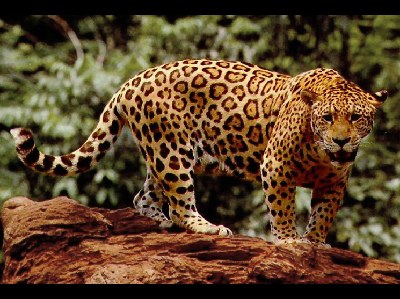 Jaguar  
