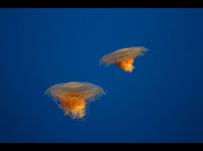 Jellyfish  -  Lion's Mane Jellyfish