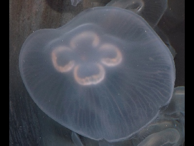 Jellyfish  -  Moon Jelly