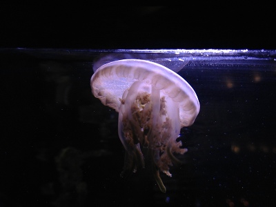 Jellyfish  -  Upside-down Jellyfish