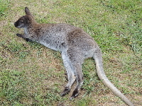 Eastern Grey Kangaroo image