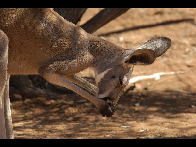 Kangaroo  -  Red Kangaroo