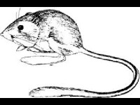 Kangaroo Rat image