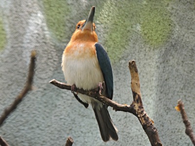 Kingfisher  -  Micronesian Kingfisher