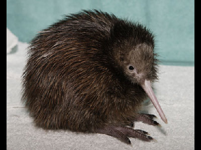 Kiwi  