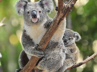 Koala  