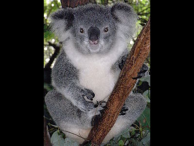 Koala  