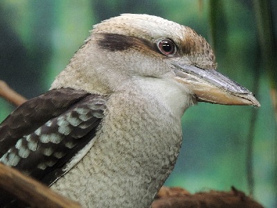 Kookaburra  -  Laughing Kookaburra