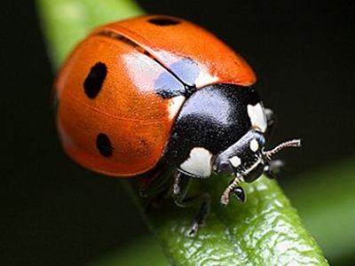 Ladybug  