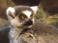 Lemur image