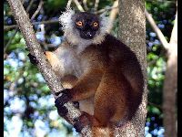Black Lemur image