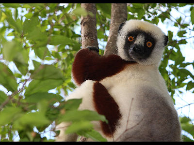 Lemur  -  Coquerel's Sifaka