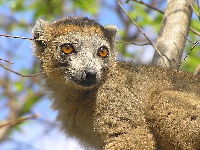Crowned Lemur image
