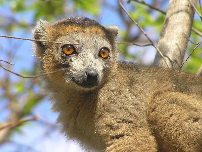 Lemur  -  Crowned Lemur